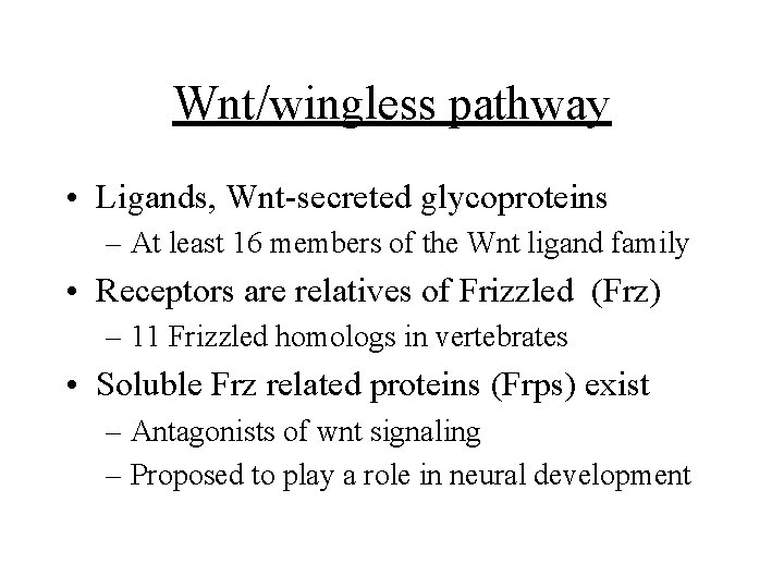 Wnt/wingless pathway • Ligands, Wnt-secreted glycoproteins – At least 16 members of the Wnt