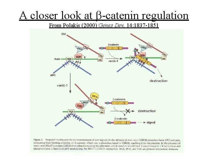 A closer look at b-catenin regulation From Polakis (2000) Genes Dev. 14: 1837 -1851