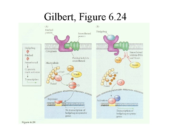 Gilbert, Figure 6. 24 