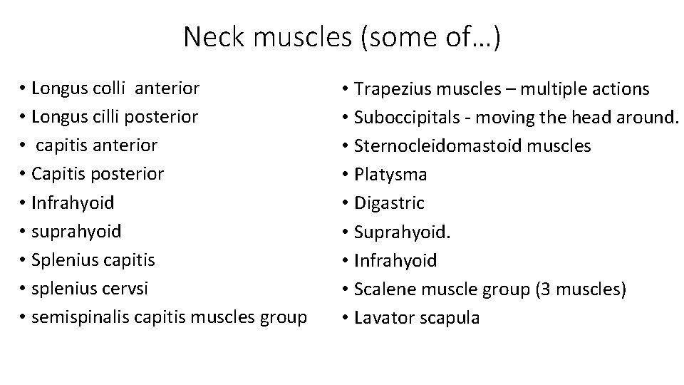 Neck muscles (some of…) • Longus colli anterior • Longus cilli posterior • capitis