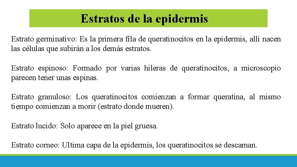 Estratos de la epidermis Estrato germinativo: Es la primera fila de queratinocitos en la Estratos de la epidermis Estrato germinativo: Es la primera fila de queratinocitos en la