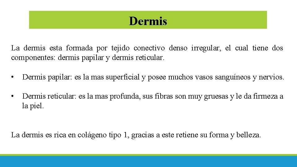Dermis La dermis esta formada por tejido conectivo denso irregular, el cual tiene dos Dermis La dermis esta formada por tejido conectivo denso irregular, el cual tiene dos