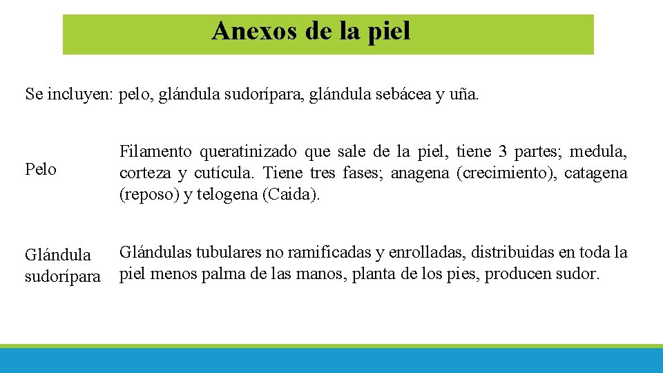 Anexos de la piel Se incluyen: pelo, glándula sudorípara, glándula sebácea y uña. Pelo Anexos de la piel Se incluyen: pelo, glándula sudorípara, glándula sebácea y uña. Pelo