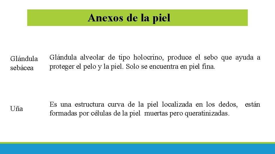 Anexos de la piel Glándula sebácea Glándula alveolar de tipo holocrino, produce el sebo Anexos de la piel Glándula sebácea Glándula alveolar de tipo holocrino, produce el sebo