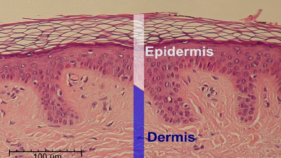 Piel Histológicamente la piel se divide en dos partes: • Epidermis: porción mas superficial Piel Histológicamente la piel se divide en dos partes: • Epidermis: porción mas superficial