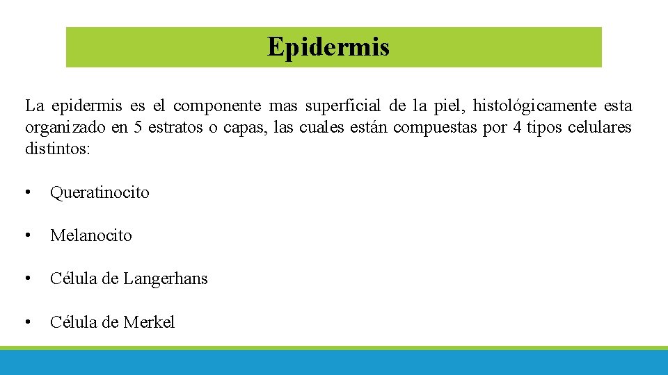 Epidermis La epidermis es el componente mas superficial de la piel, histológicamente esta organizado Epidermis La epidermis es el componente mas superficial de la piel, histológicamente esta organizado
