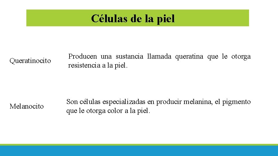Células de la piel Queratinocito Melanocito Producen una sustancia llamada queratina que le otorga Células de la piel Queratinocito Melanocito Producen una sustancia llamada queratina que le otorga