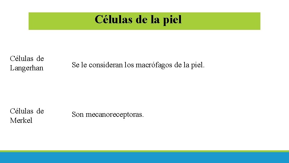 Células de la piel Células de Langerhan Se le consideran los macrófagos de la Células de la piel Células de Langerhan Se le consideran los macrófagos de la