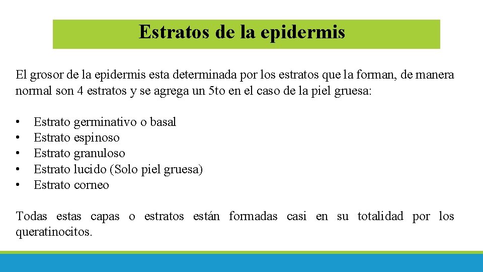 Estratos de la epidermis El grosor de la epidermis esta determinada por los estratos Estratos de la epidermis El grosor de la epidermis esta determinada por los estratos