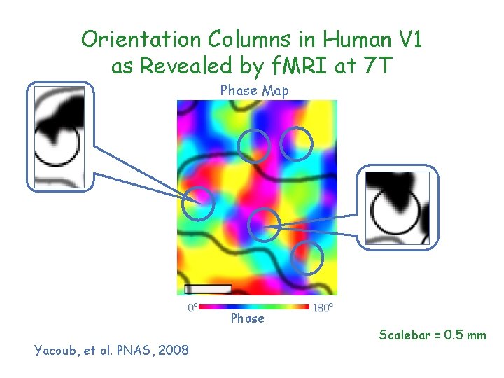 Orientation Columns in Human V 1 as Revealed by f. MRI at 7 T