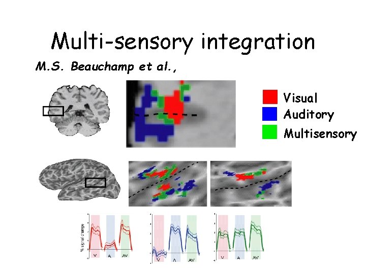 Multi-sensory integration M. S. Beauchamp et al. , Visual Auditory Multisensory 