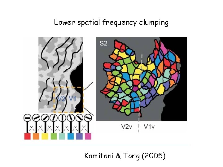 Lower spatial frequency clumping Kamitani & Tong (2005) 