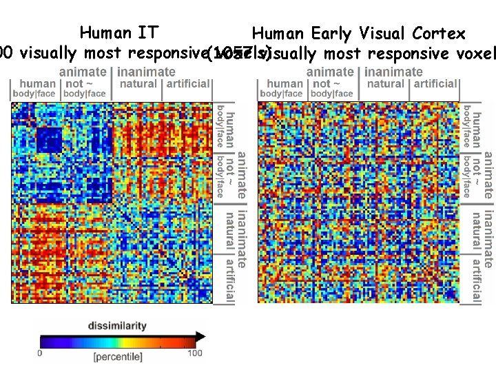 Human IT Human Early Visual Cortex 00 visually most responsive(1057 voxels) visually most responsive