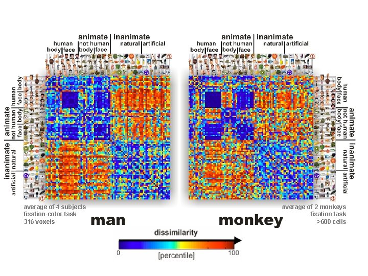 average of 4 subjects fixation-color task 316 voxels average of 2 monkeys fixation task