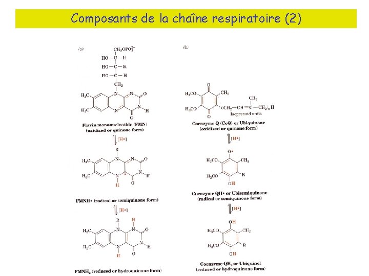 Composants de la chaîne respiratoire (2) 