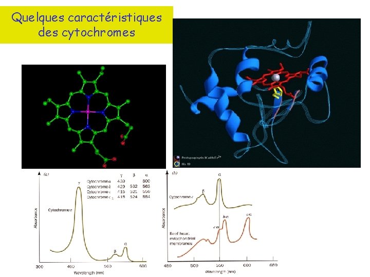 Quelques caractéristiques des cytochromes 