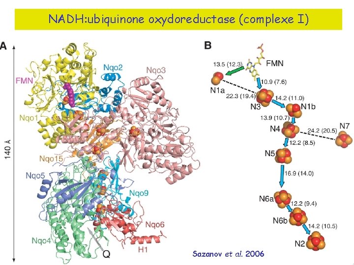 NADH: ubiquinone oxydoreductase (complexe I) Sazanov et al. 2006 