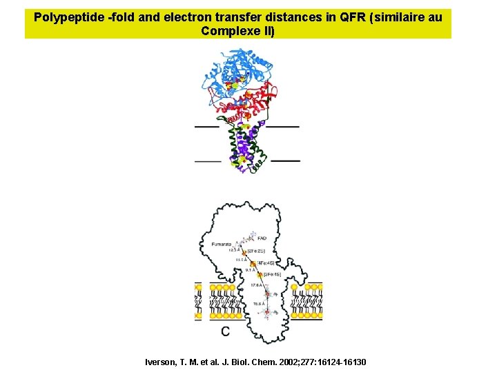 Polypeptide -fold and electron transfer distances in QFR (similaire au Complexe II) Iverson, T.