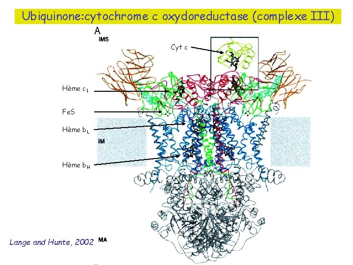Ubiquinone: cytochrome c oxydoreductase (complexe III) Cyt c Hème c 1 Fe. S Hème