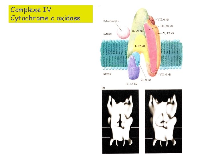 Complexe IV Cytochrome c oxidase 