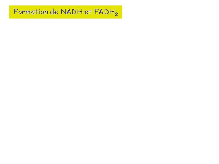 Formation de NADH et FADH 2 