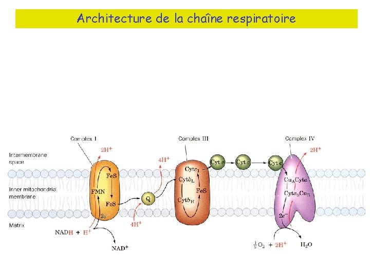 Architecture de la chaîne respiratoire 