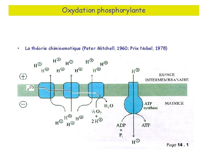 Oxydation phosphorylante • La théorie chimiosmotique (Peter Mitchell, 1960; Prix Nobel, 1978) 