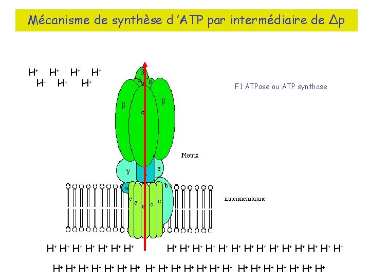 Mécanisme de synthèse d ’ATP par intermédiaire de ∆p H+ H + H +