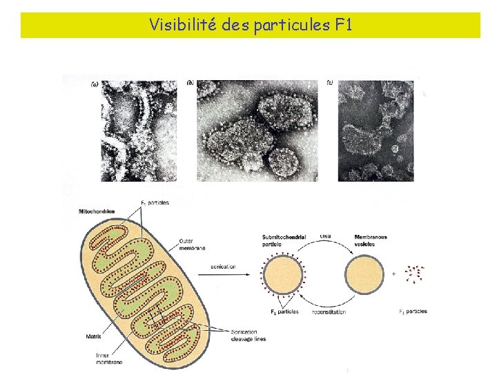 Visibilité des particules F 1 