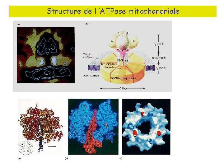 Structure de l ’ATPase mitochondriale 