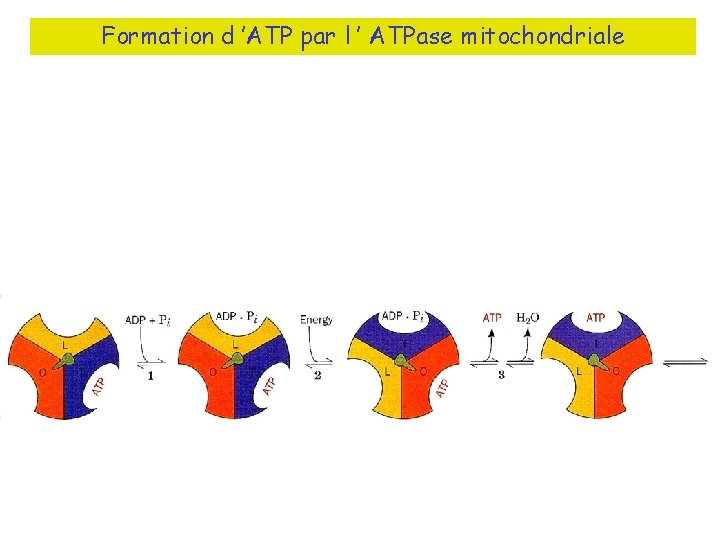 Formation d ’ATP par l ’ ATPase mitochondriale 