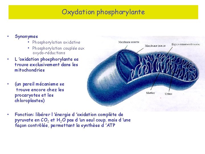 Oxydation phosphorylante • Synonymes • L ’oxidation phosphorylante se trouve exclusivement dans les mitochondries