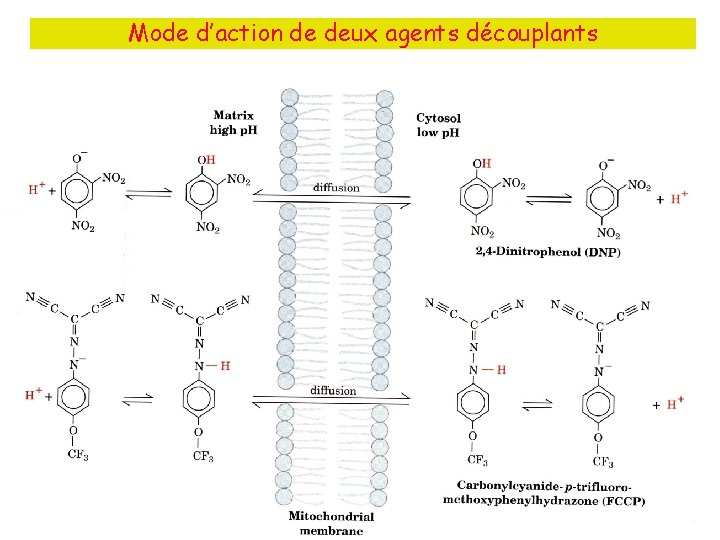 Mode d’action de deux agents découplants • Fig. 4. 12, 4. 13 