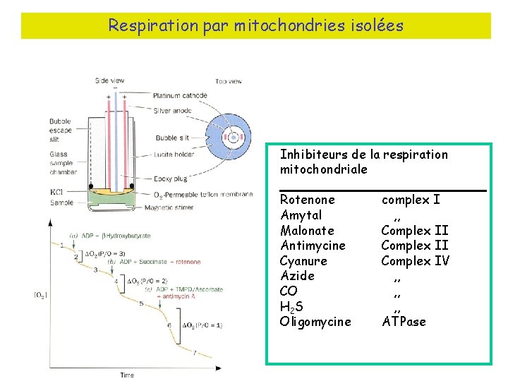 Respiration par mitochondries isolées Inhibiteurs de la respiration mitochondriale Rotenone Amytal Malonate Antimycine Cyanure