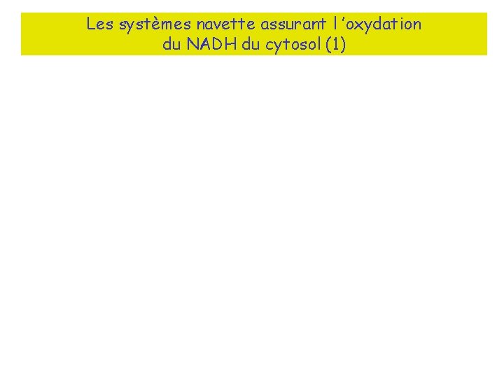 Les systèmes navette assurant l ’oxydation du NADH du cytosol (1) 