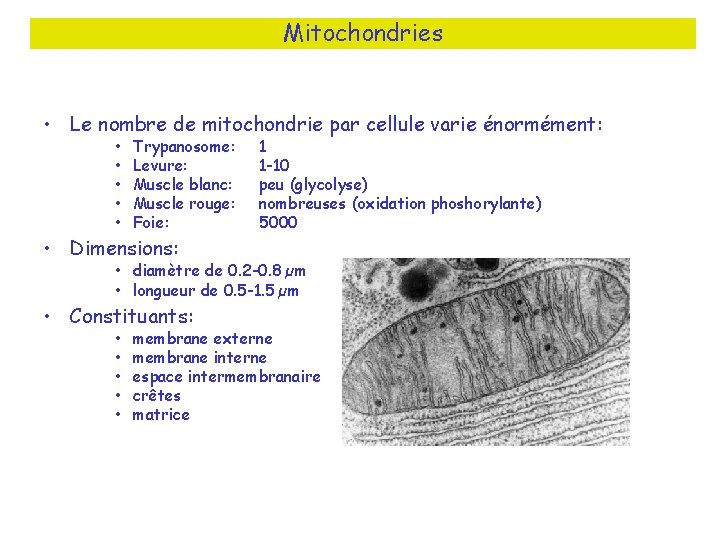 Mitochondries • Le nombre de mitochondrie par cellule varie énormément: • • • Trypanosome: