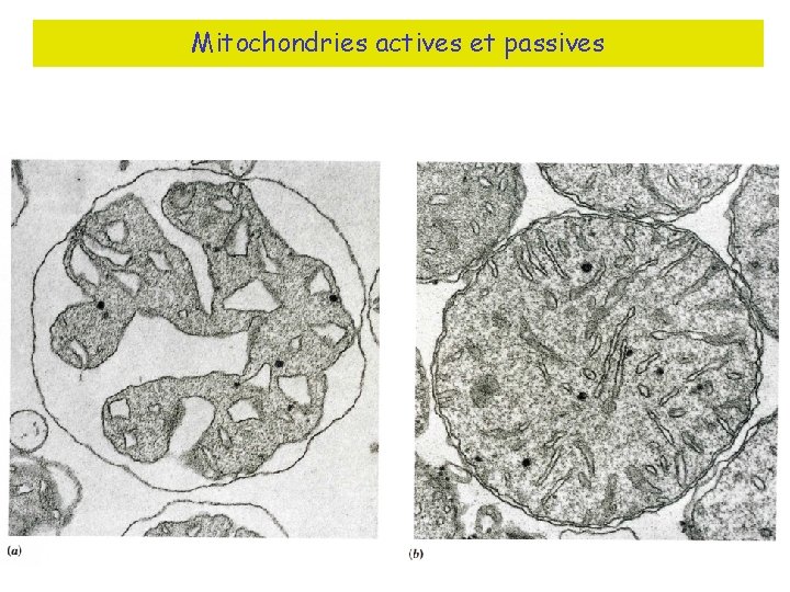 Mitochondries actives et passives 