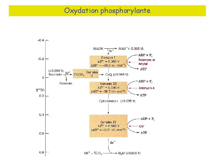 Oxydation phosphorylante 