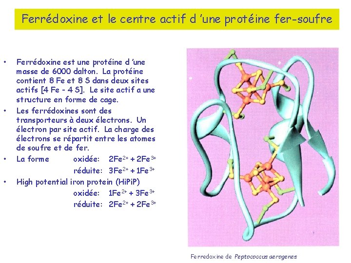 Ferrédoxine et le centre actif d ’une protéine fer-soufre • • Ferrédoxine est une