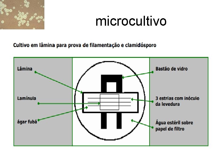 microcultivo 