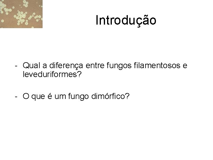 Introdução - Qual a diferença entre fungos filamentosos e leveduriformes? - O que é