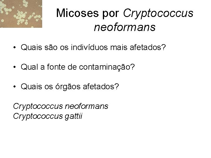Micoses por Cryptococcus neoformans • Quais são os indivíduos mais afetados? • Qual a