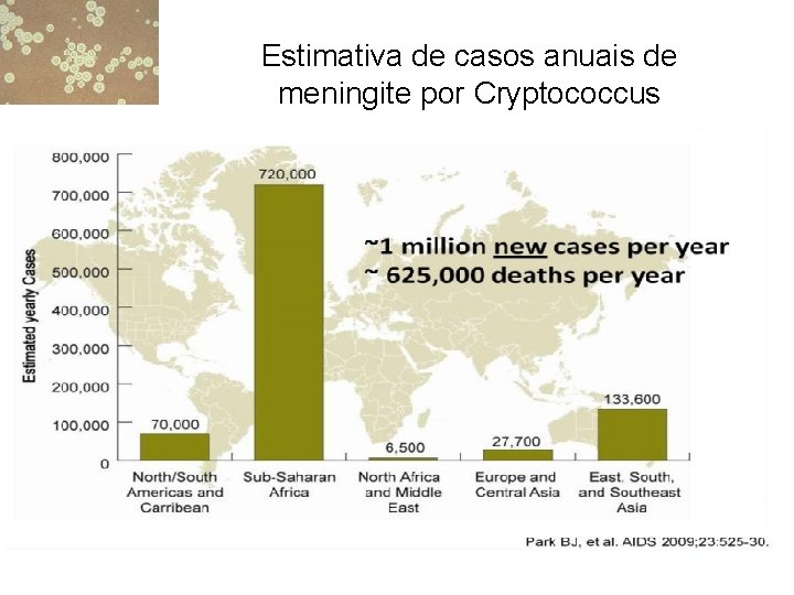 Estimativa de casos anuais de meningite por Cryptococcus 