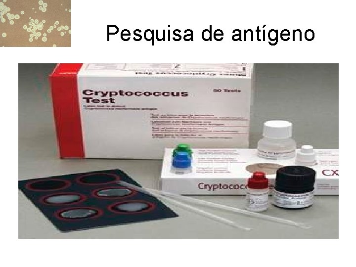 Pesquisa de antígeno 