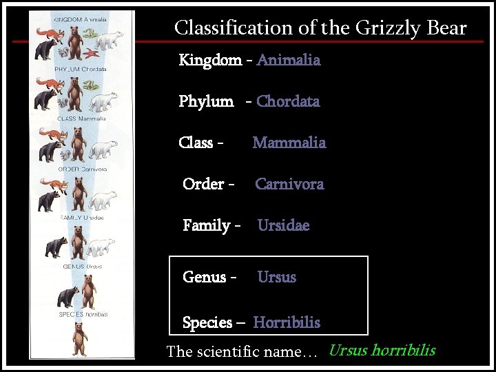 Classification of the Grizzly Bear Kingdom - Animalia Phylum - Chordata Class - Mammalia