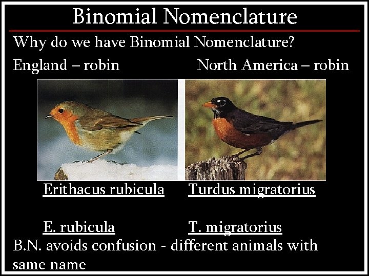 Binomial Nomenclature Why do we have Binomial Nomenclature? England – robin North America –