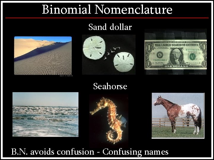 Binomial Nomenclature Sand dollar Seahorse B. N. avoids confusion - Confusing names 