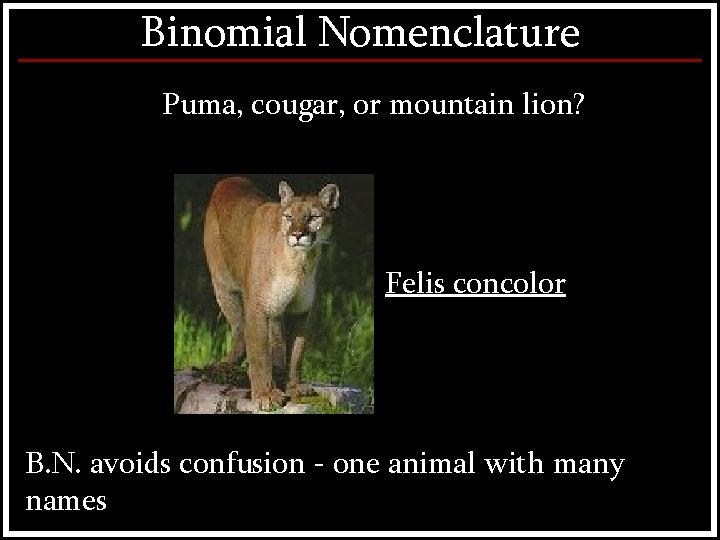 Binomial Nomenclature Puma, cougar, or mountain lion? Felis concolor B. N. avoids confusion -