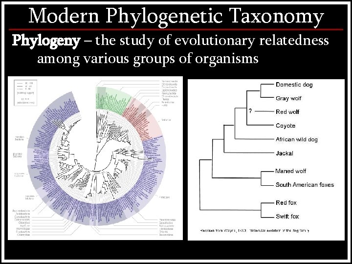 Modern Phylogenetic Taxonomy Phylogeny – the study of evolutionary relatedness among various groups of