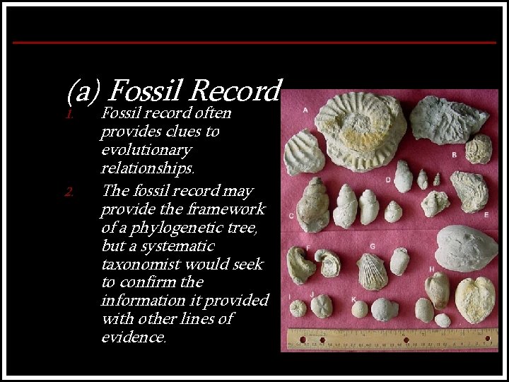 (a) Fossil Record 1. 2. Fossil record often provides clues to evolutionary relationships. The